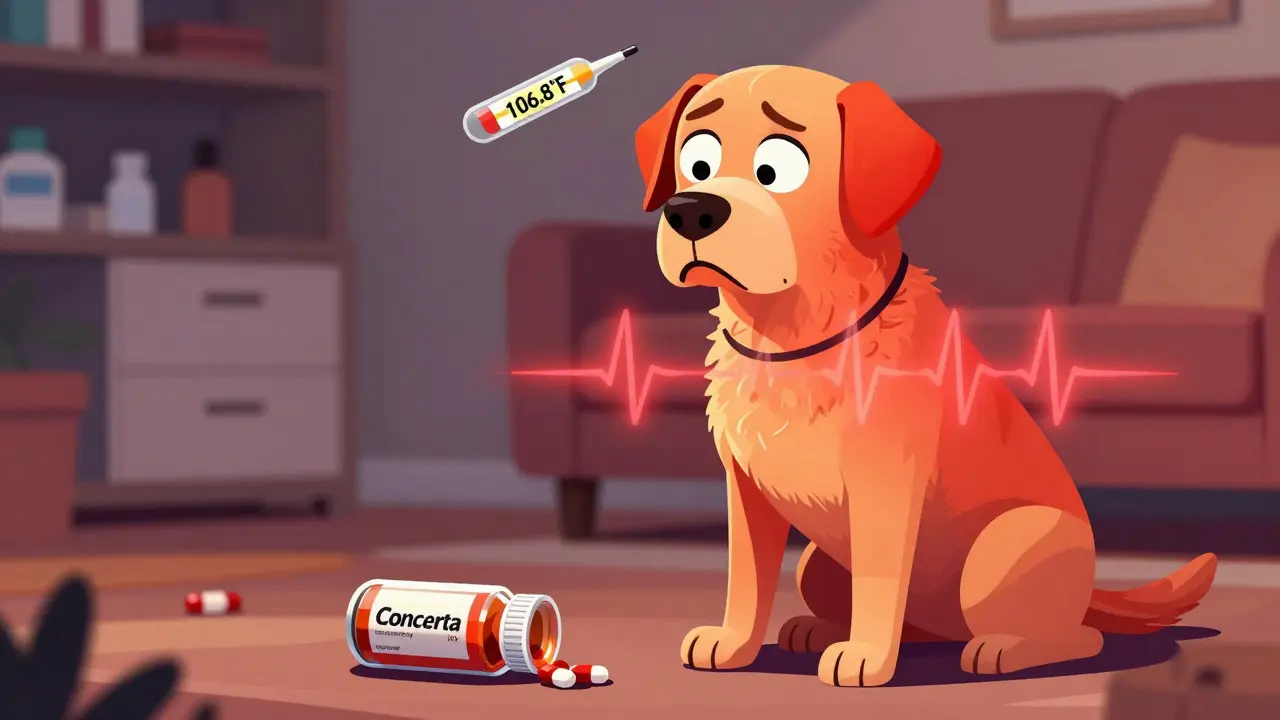 Cómo Reconocer una Sobredosis en Mascotas por Medicamentos Humanos